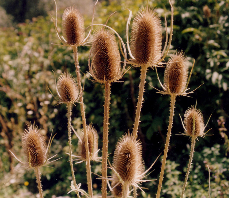 Specie dell''Abruzzo